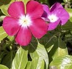 Ormus Minerals Flower VINE Imprinted ORMUS Ormus Minerals Flower VINE Imprinted ORMUS