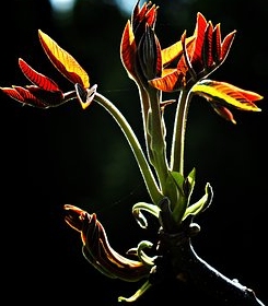 Ormus Minerals Flower WALNUT Imprinted ORMUS Ormus Minerals Flower WALNUT Imprinted ORMUS