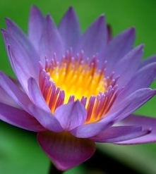 Ormus Minerals Flower WATER VIOLET Imprinted ORMUS Ormus Minerals Flower WATER VIOLET Imprinted ORMUS