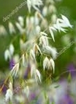 Ormus Minerals Flower WILD OAT Imprinted ORMUS Ormus Minerals Flower WILD OAT Imprinted ORMUS