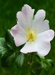 Ormus Minerals Flower WILD ROSE Imprinted ORMUS Ormus Minerals Flower WILD ROSE Imprinted ORMUS